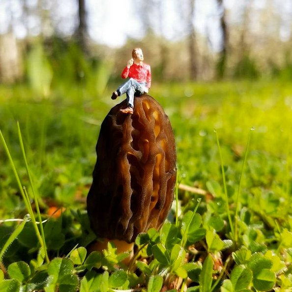 Tiny man sitting on top of a morel mushroom in a field of grass